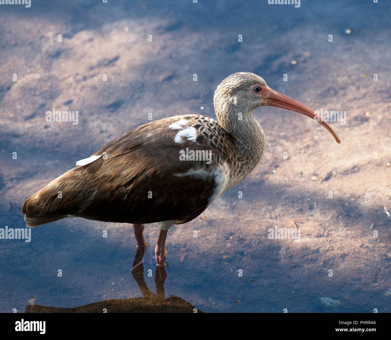 White Ibis unreifen Vogel in seiner Umgebung. Stockfoto