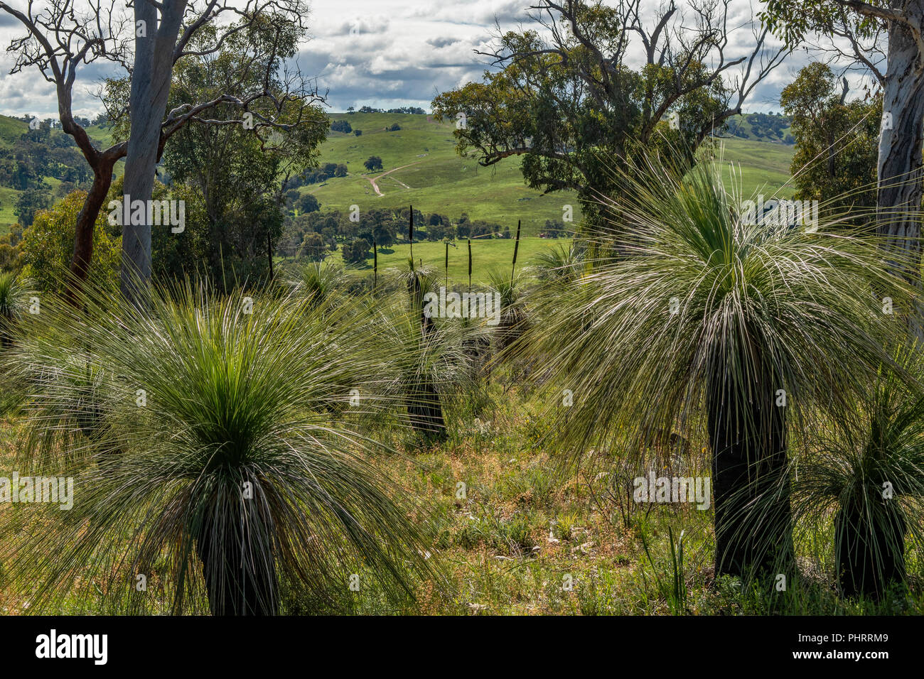 Blackboy Ridge Reserve, chittering Valley, WA, Australien Stockfoto