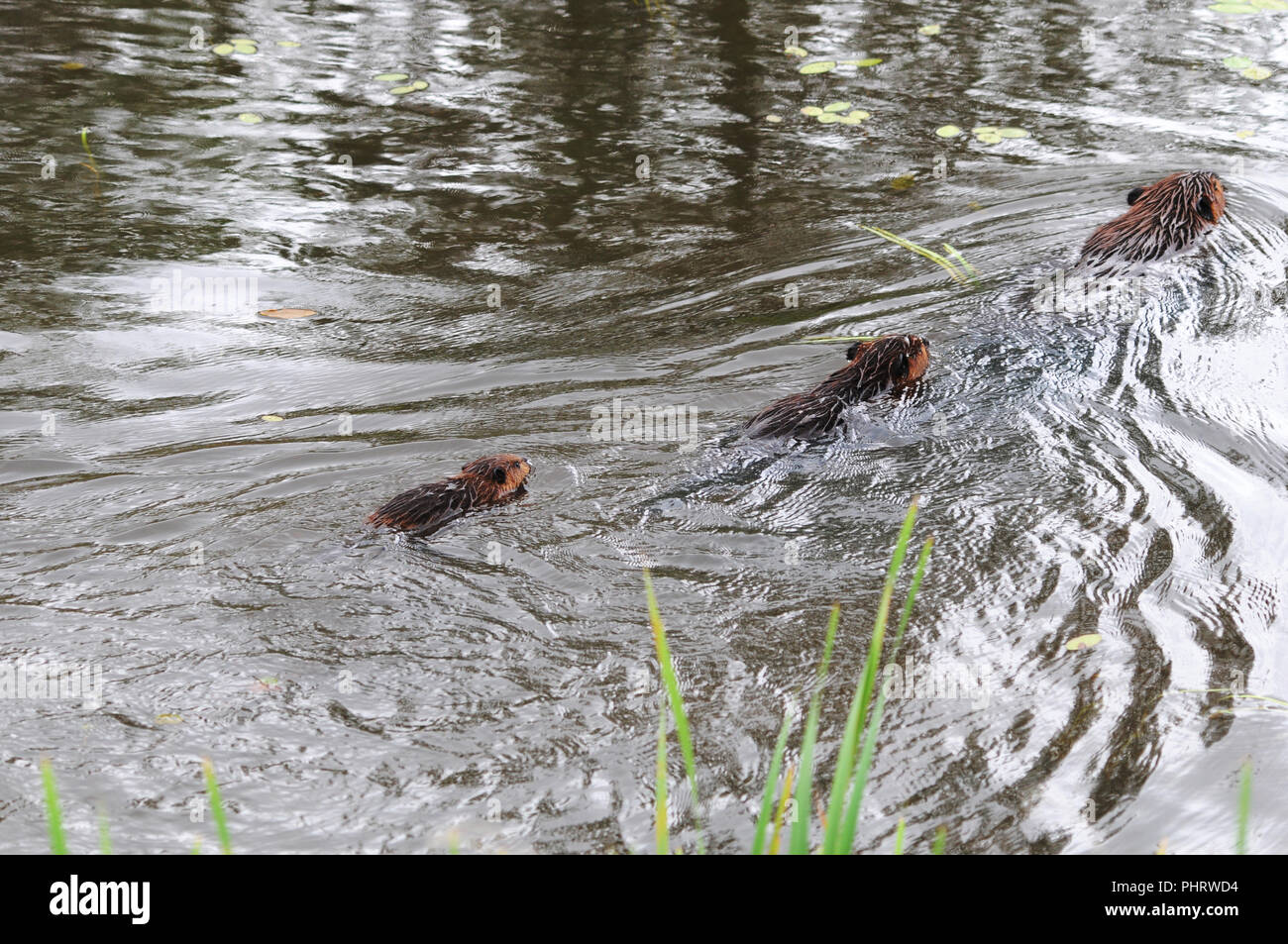 Biber Familie genießen ihre Umgebung. Stockfoto