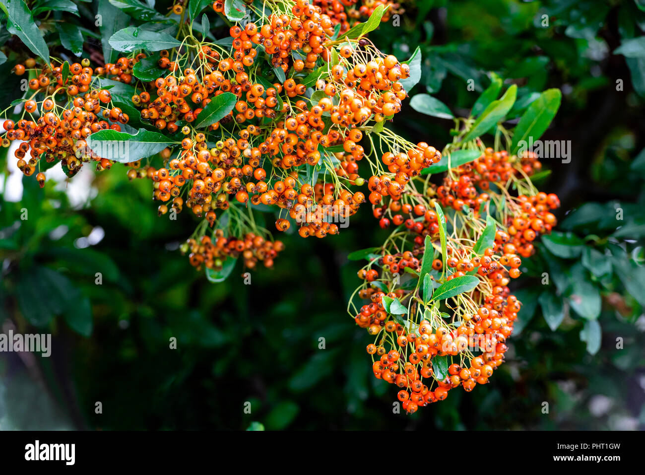 Holzbär saphyr Saphyr firethorn cadange orange, orange, Rosaceae. Ende Sommer orange Beeren auf dieser immergrüne Strauch. Stockfoto