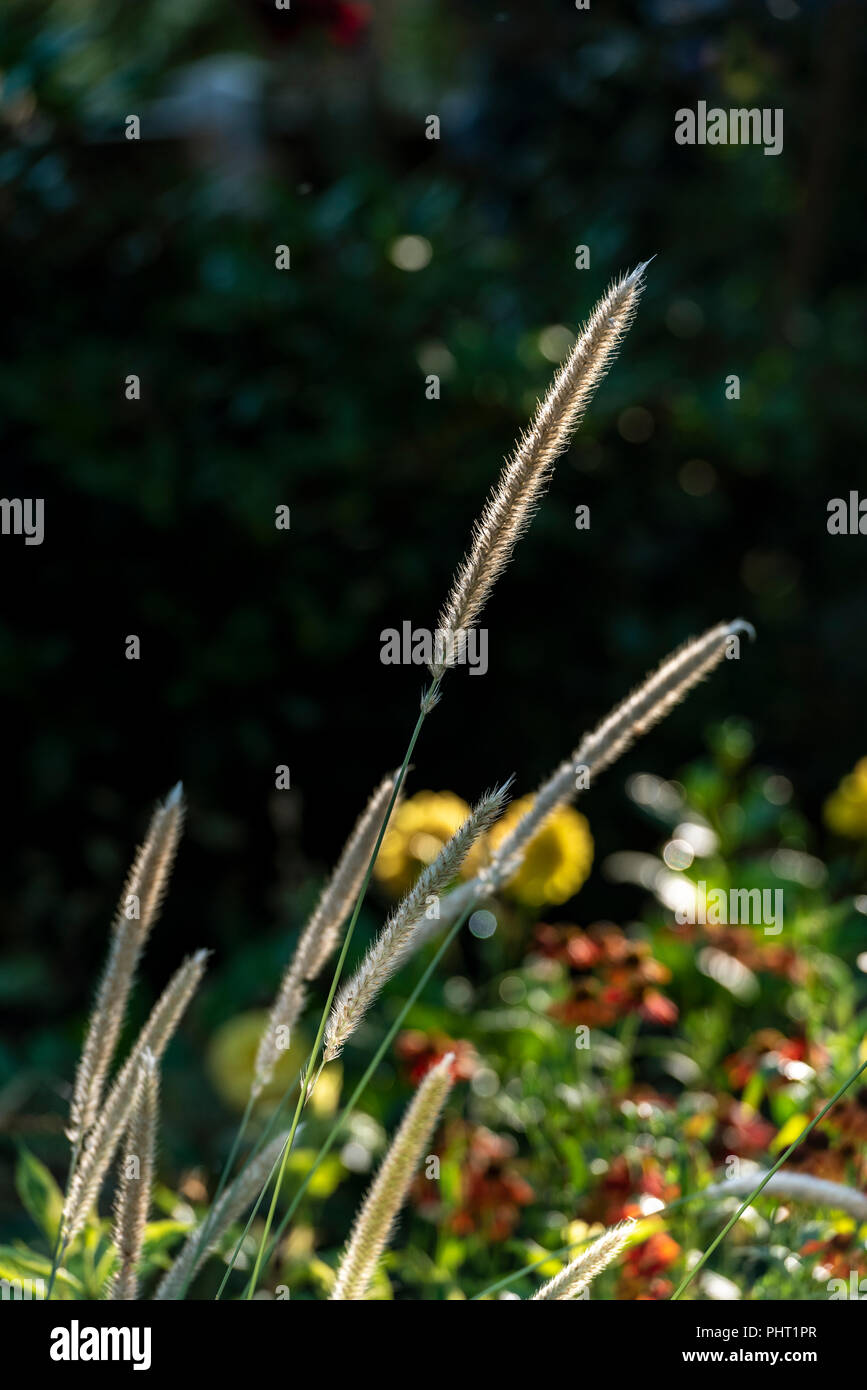 Pennisetum 'Fairy Tails', Brunnen Gras, poaceae, wächst in einer gemischten Grenze von Blumen und Gräsern. Stockfoto