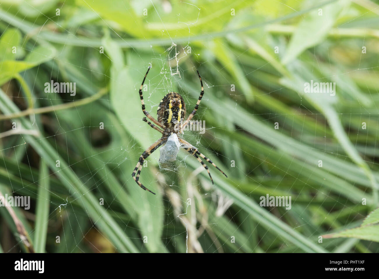 Weibliche Wasp Spider (Argiope Bruennichi) auf einem Webserver Stockfoto