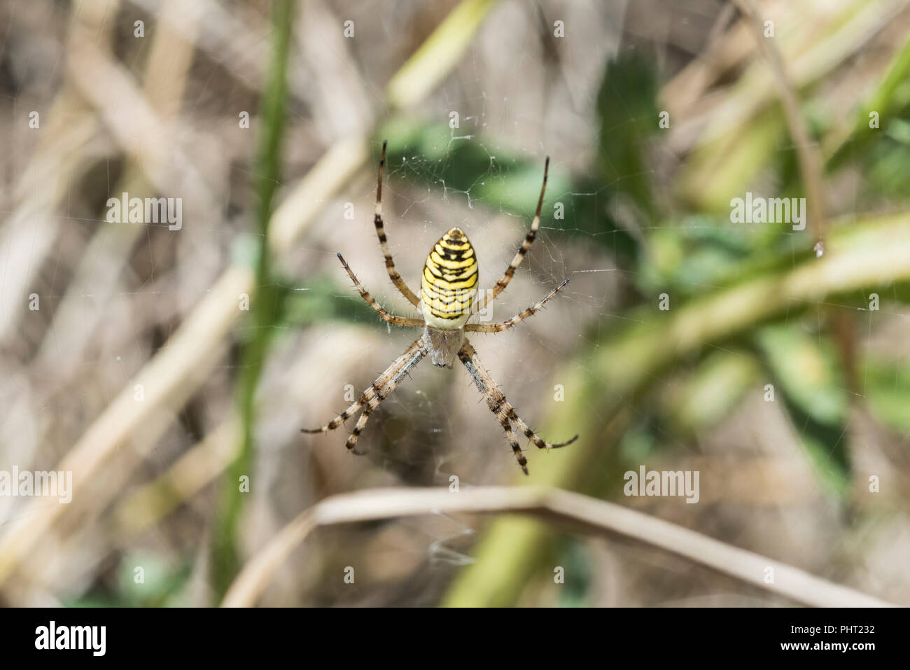 Weibliche Wasp Spider (Argiope Bruennichi) auf einem Webserver Stockfoto