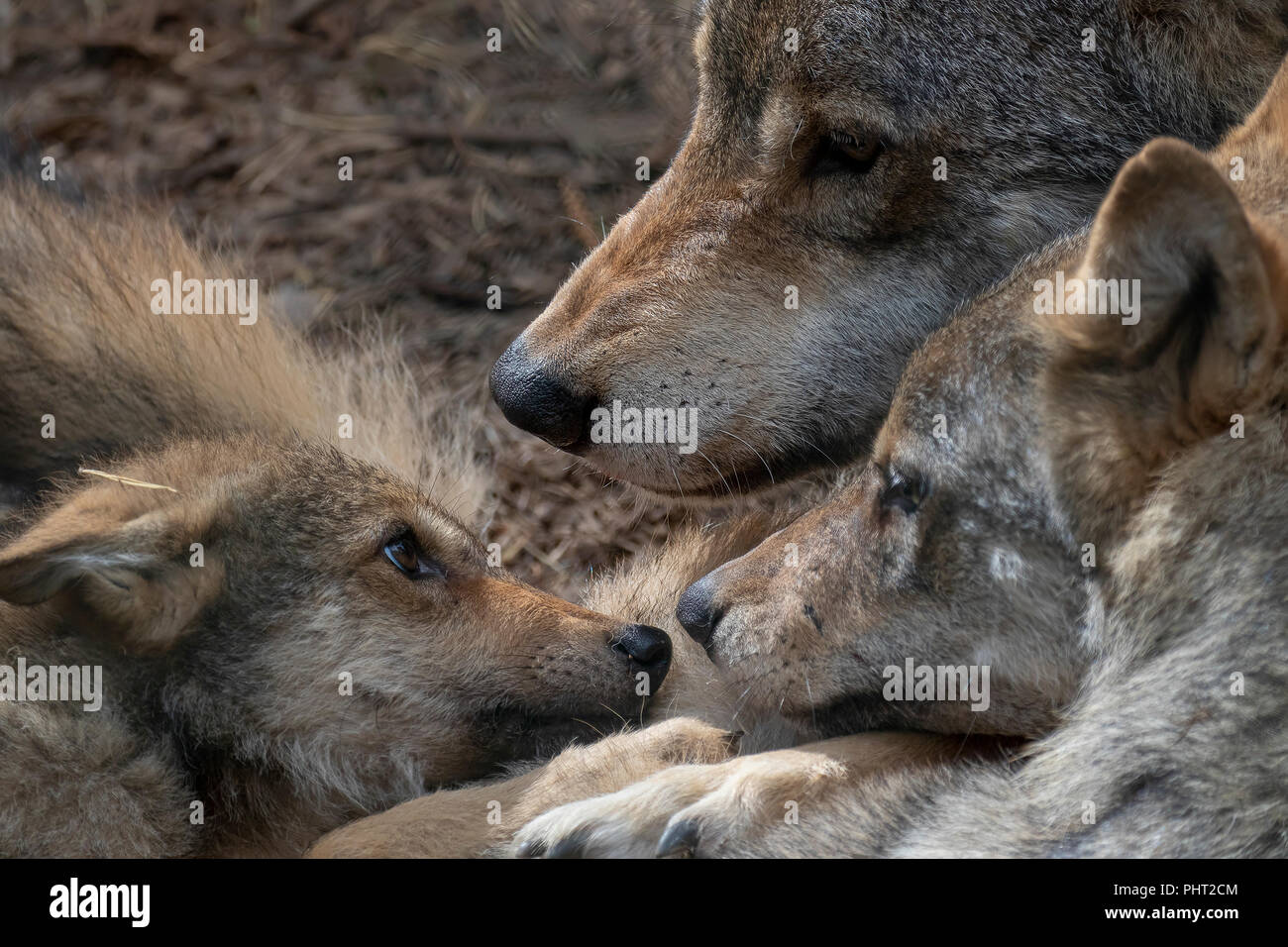 Europäische grauer Wolf, Canis lupus lupus, kommunale Verhalten beim Stillstehen mit Jungen. Stockfoto