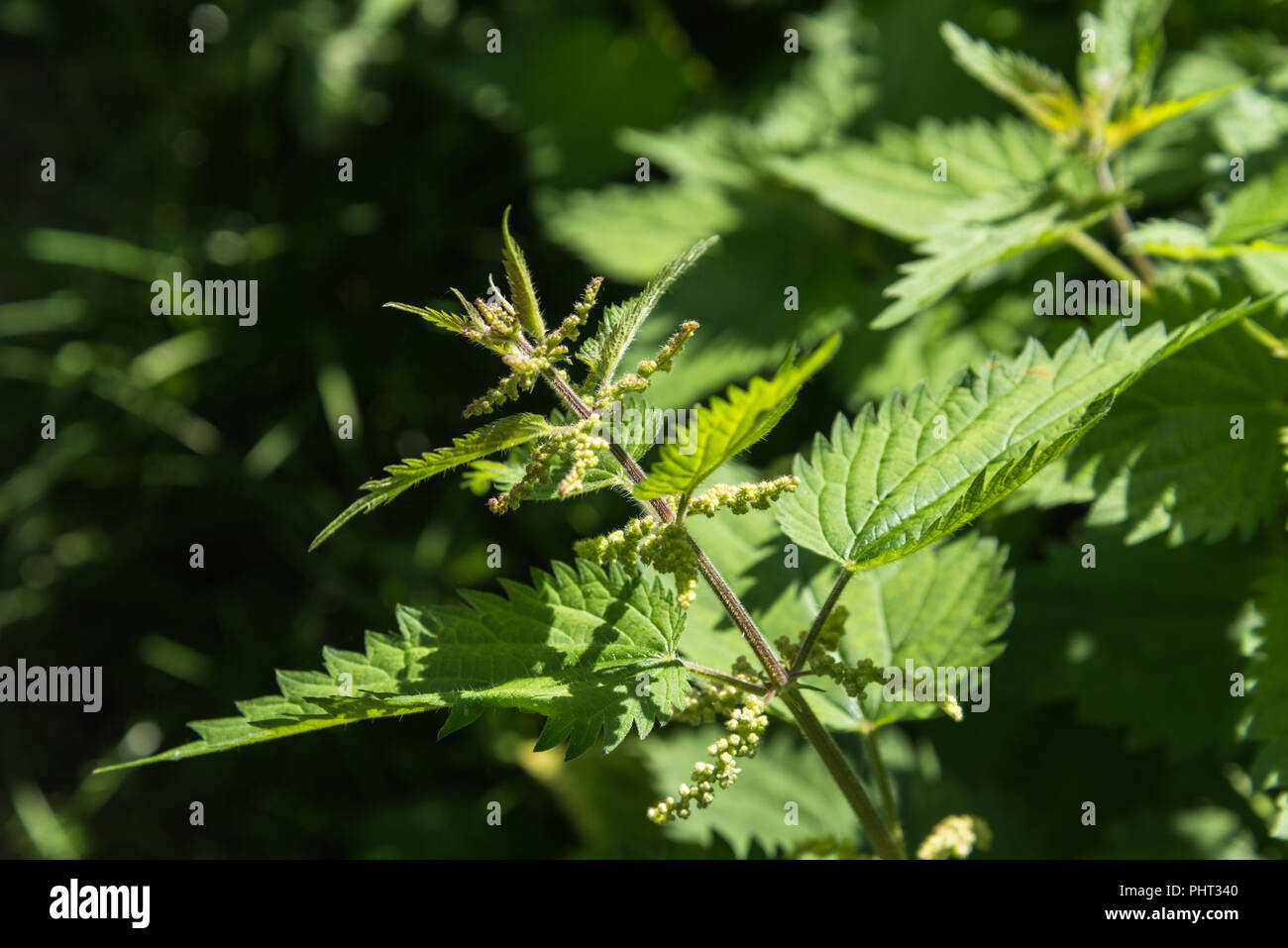 Nahaufnahme der Wachstum Tipp, Blätter und Blüten der gemeinsamen Brennnessel im August Sommer Sonnenlicht in eine wilde Wiese in England, Großbritannien. Stockfoto