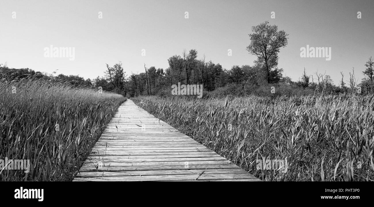 Brenner Moor, Deutschland Stockfoto