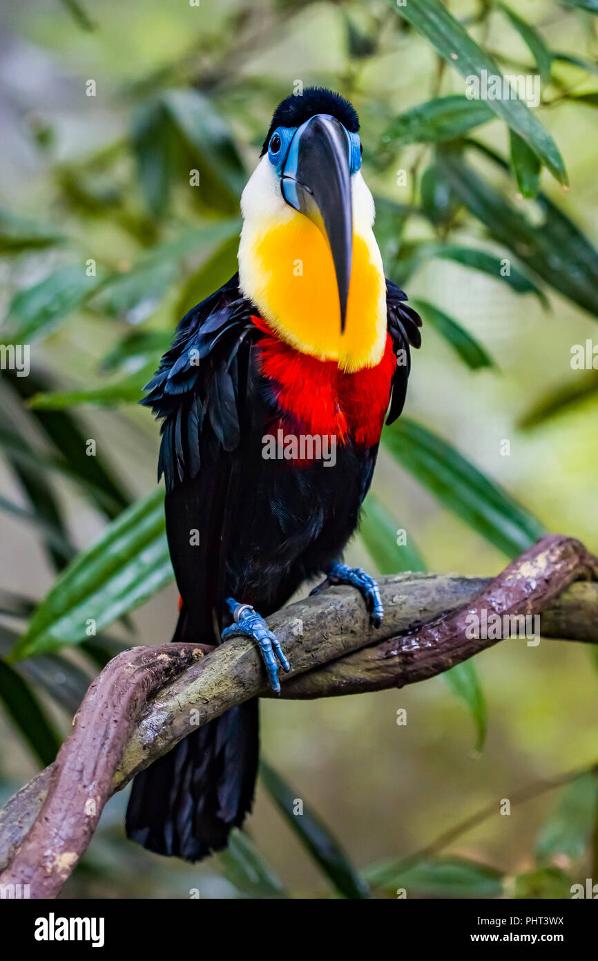 Kanal in Rechnung gestellt Tukan Stockfoto