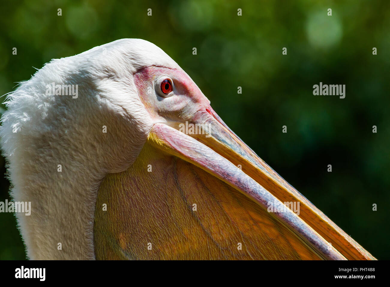 Große Whtie Pelican Stockfoto