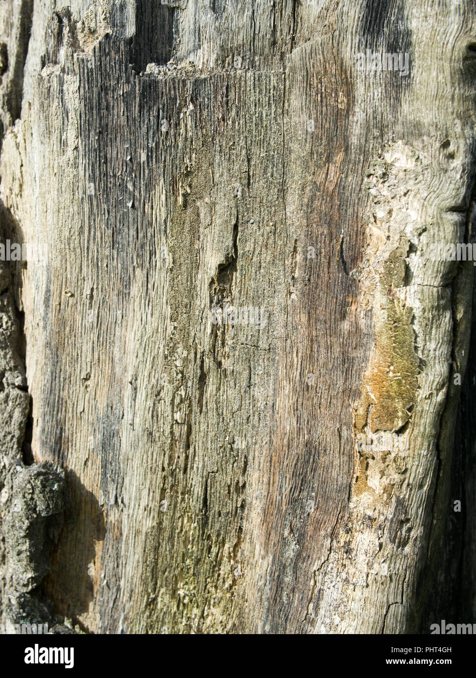 Barkless baum Textur Stockfoto