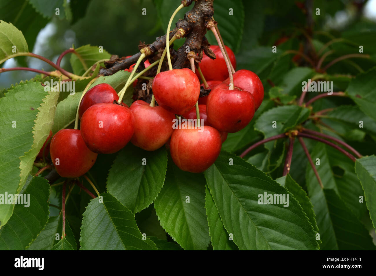 Kirschen; süße Kirschen; Stockfoto