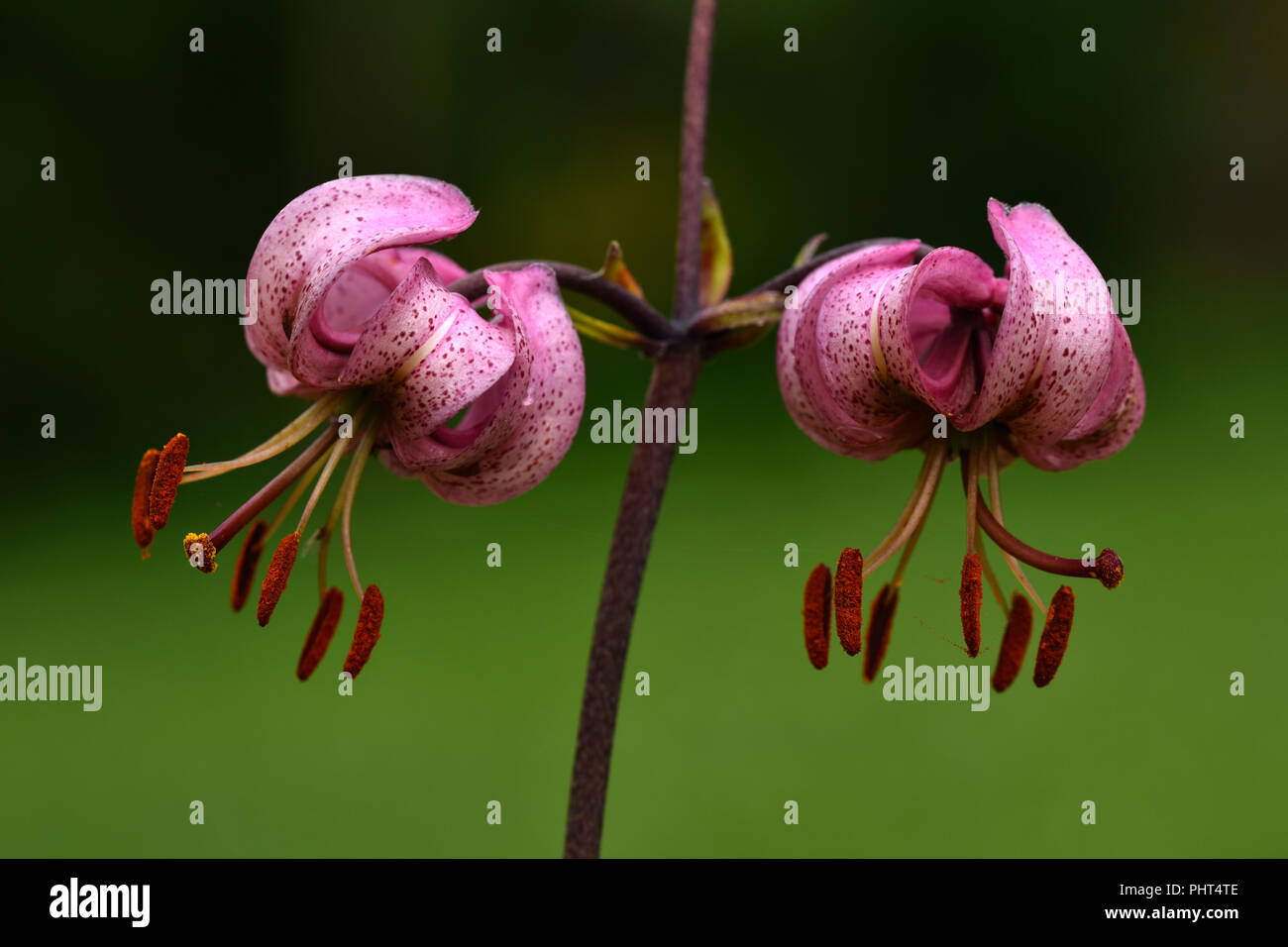 Martagon Lily; Lilien; Stockfoto