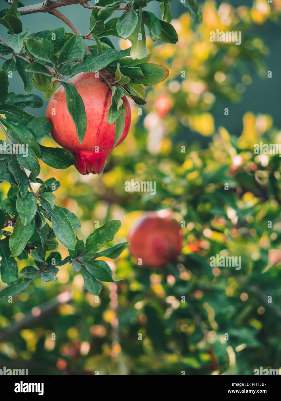 Bunte Granatapfel Obst auf granatapfelbaum Reif. Bio Granatapfel auf Zweig. Laub und rote Granatapfel für den Hintergrund. Kopieren Sie Platz für Text. Flache Freiheitsgrad. Vertikale. Stockfoto