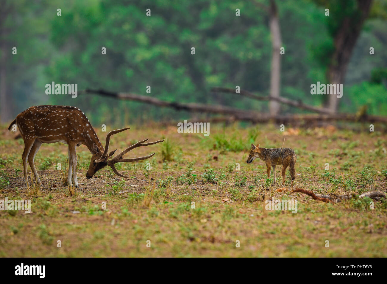 Indischen Schakal, Canis aureus indicus versuchen, Spotted Deer in Kanha National Park zu töten Stockfoto