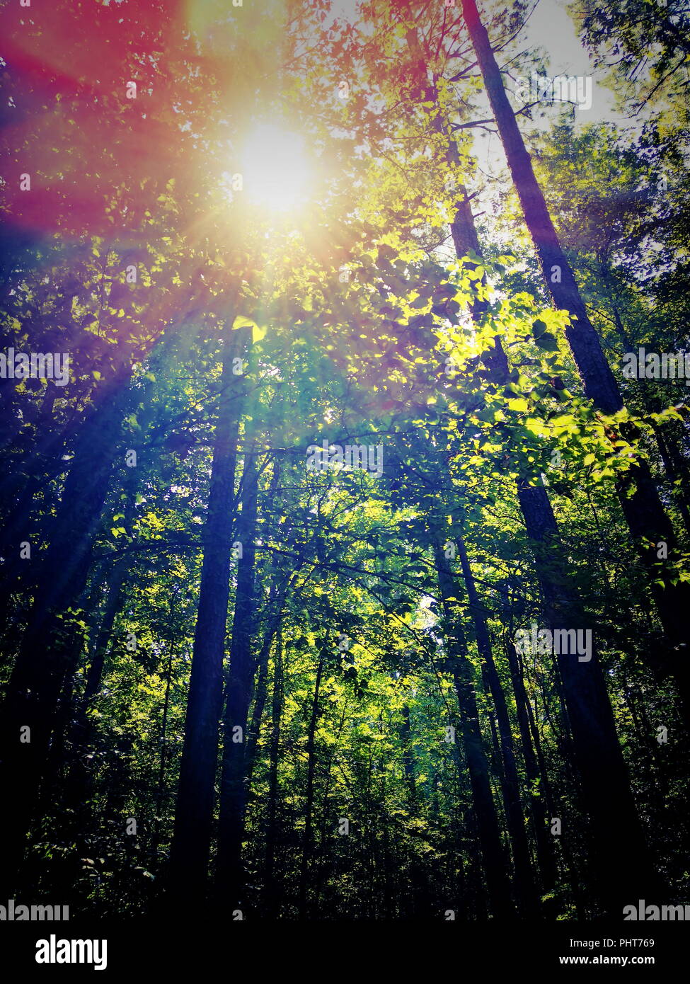 Eine vertikale Ansicht von hohen Waldbäumen mit hellen bunten Sonnenstrahlen. Stockfoto