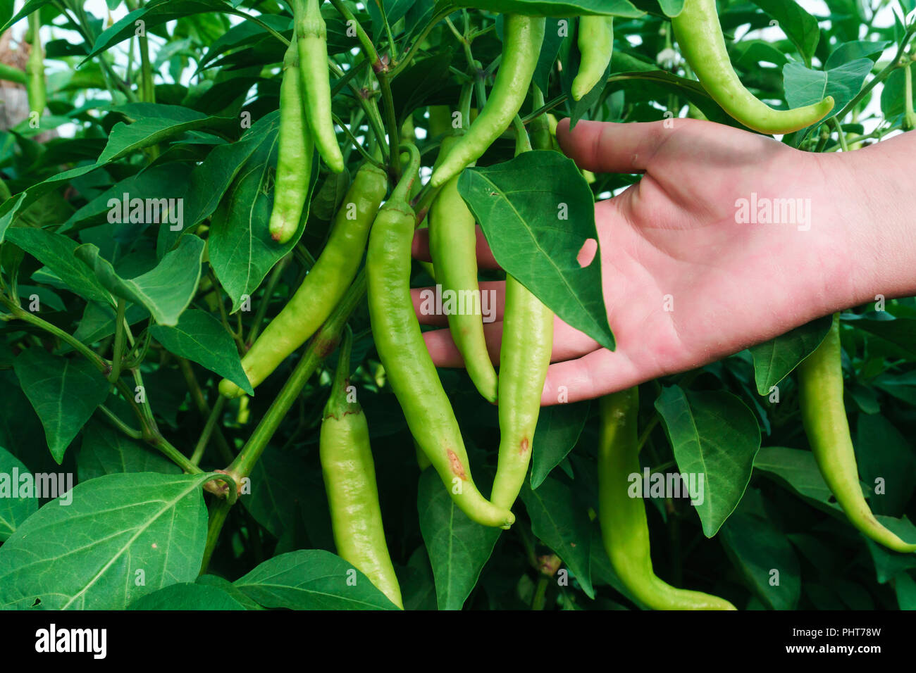 Paprika auf den Baum, gepflanzt, als Chili Garten, hat viele grüne Früchte, Pflege der Chili. Stockfoto