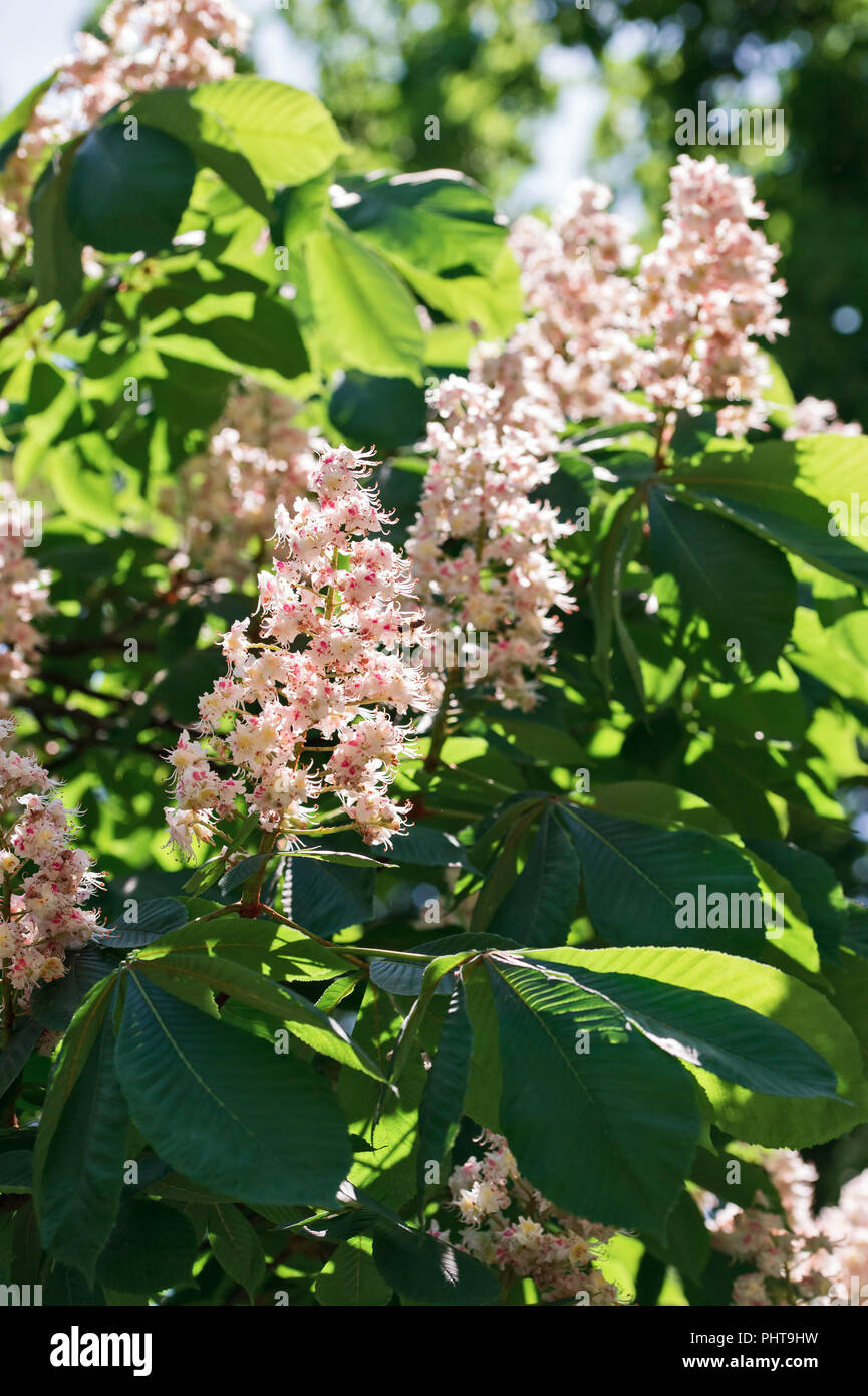 Blühende Kerzen der Kastanien auf die Kronen der Bäume im Frühling Stockfoto