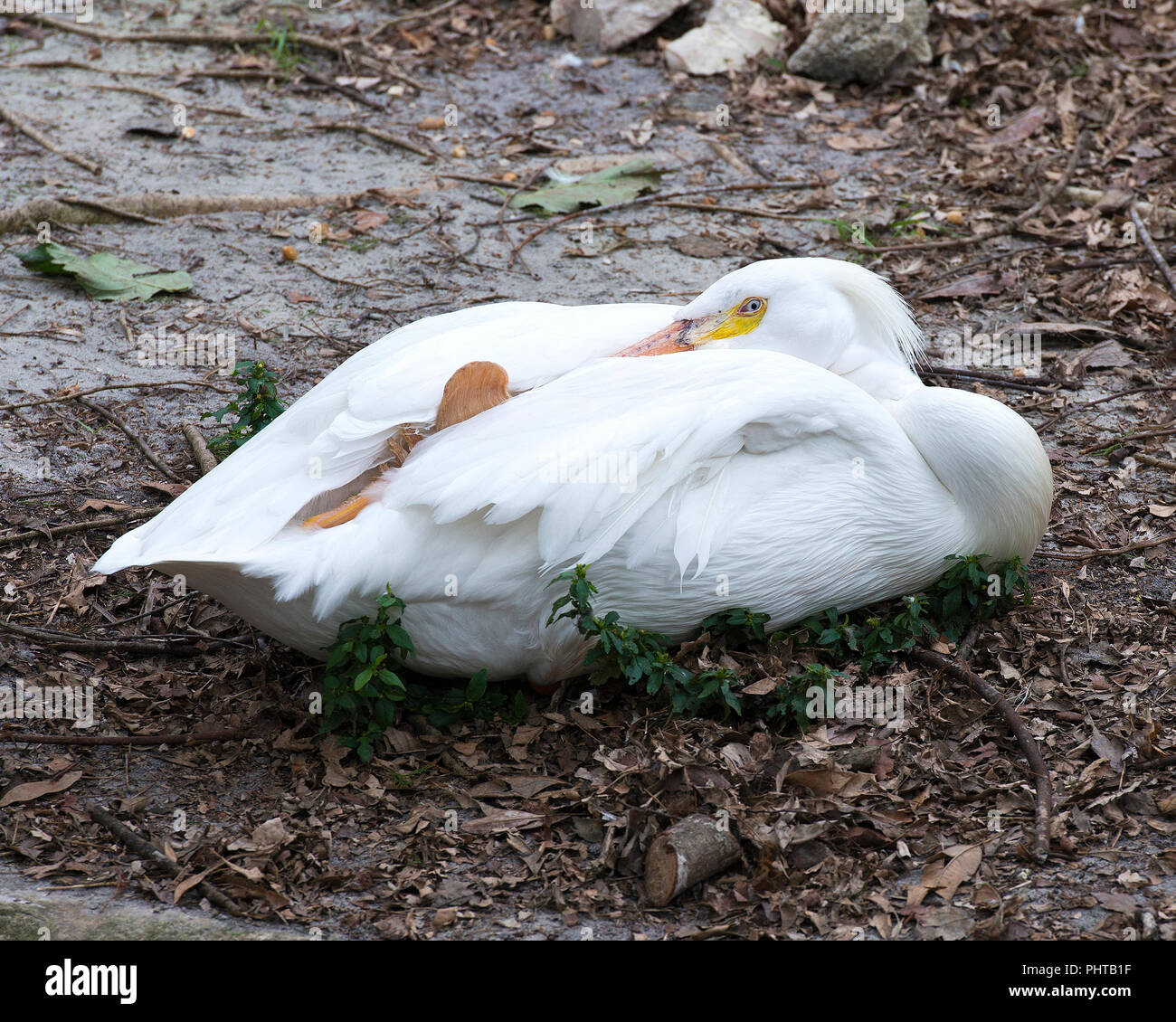 Weiße Pelikan Vogel ruht die Sonne. Stockfoto