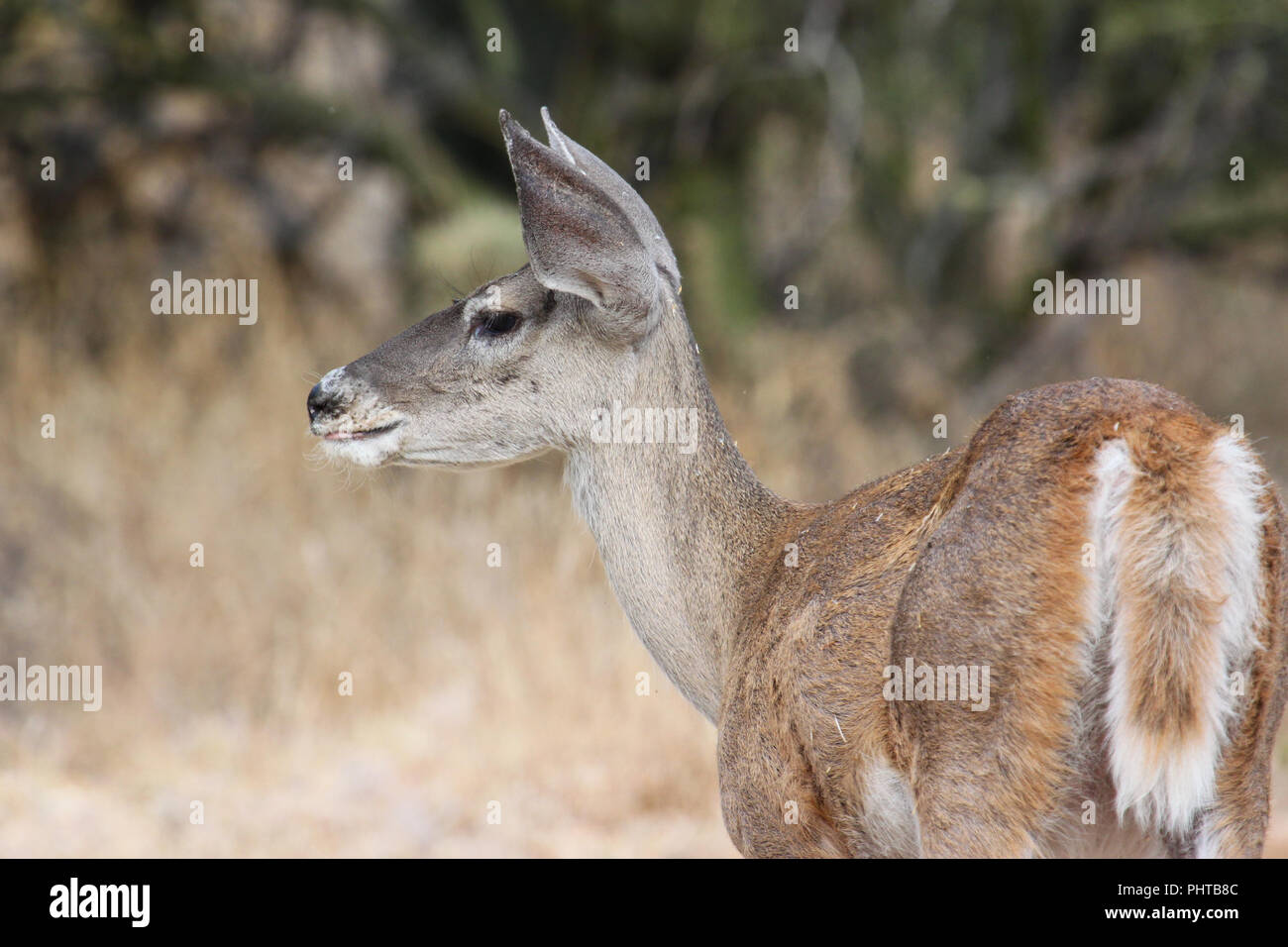 Eine coues whitetail Deer in der Sonora Wüste in Arizona, USA. Stockfoto