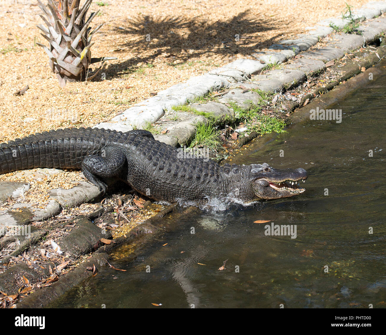 Alligator close-up Profil anzeigen im Wasser ruhen Sie seinen Kopf, Zähne, Nase, Augen, Schwanz, Pfoten, in seiner Umgebung und Umwelt. Stockfoto