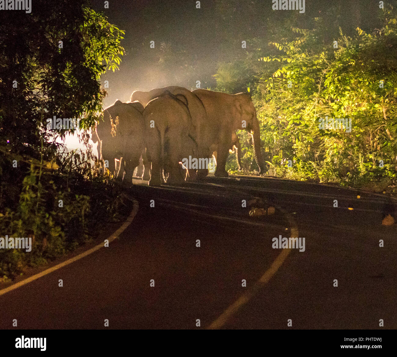 Night Shot im Auto Leuchten von einer Familie von fünf asiatischen wilde Elefanten auf der Straße im Nationalpark Stockfoto