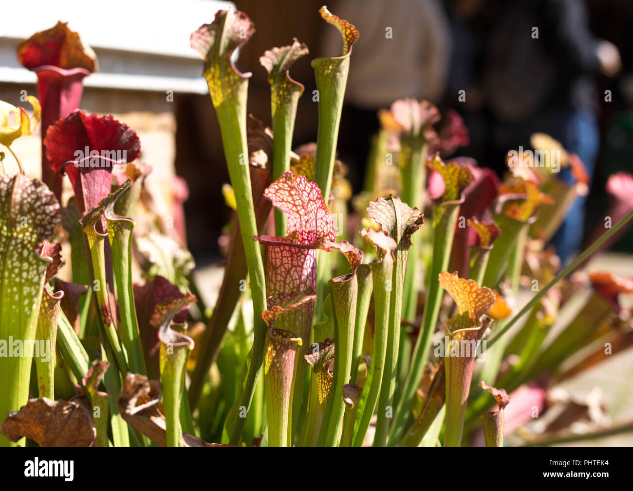 Nepenthes gesäumt Blumen muster Stockfoto