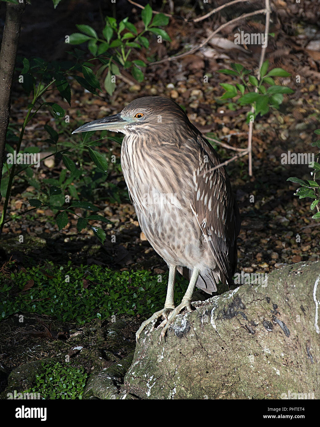 Inmature Black-Crowned Night-Heron Vogel in seiner Umgebung. Stockfoto