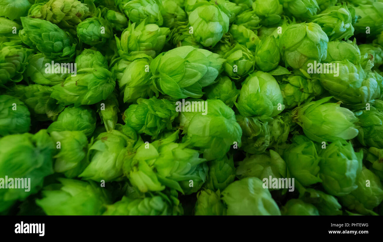 Frisch gepflückte Hopfen Blumen zum Trocknen oder kochen ein spezielles  Bier namens Frische Hop oder Harvest Ale bereit Stockfotografie - Alamy