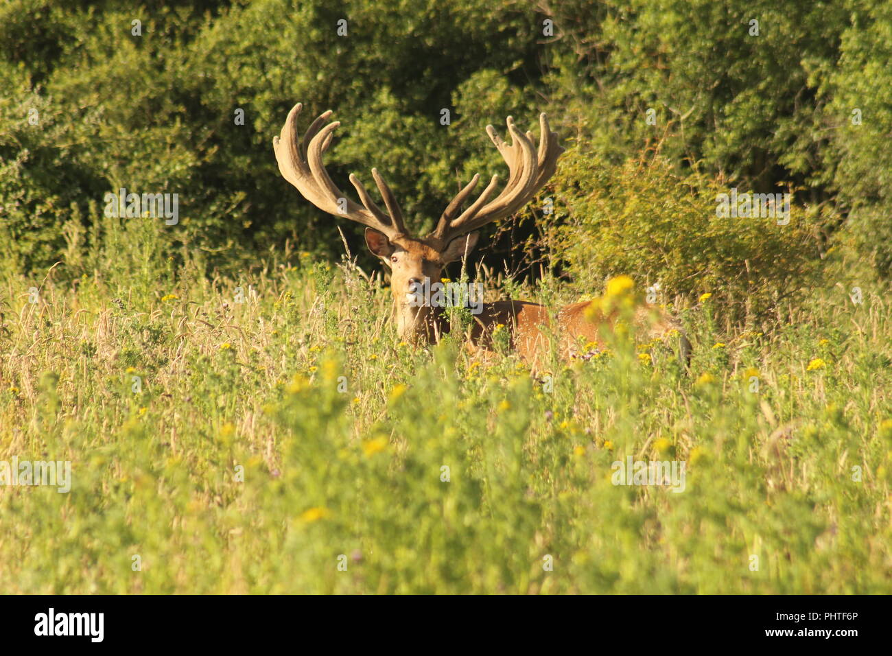 Männliche Rotwild Hirsch mit großen Geweih betrachten die Kamera steht in einem wildlower Wiese,. England, Großbritannien Stockfoto