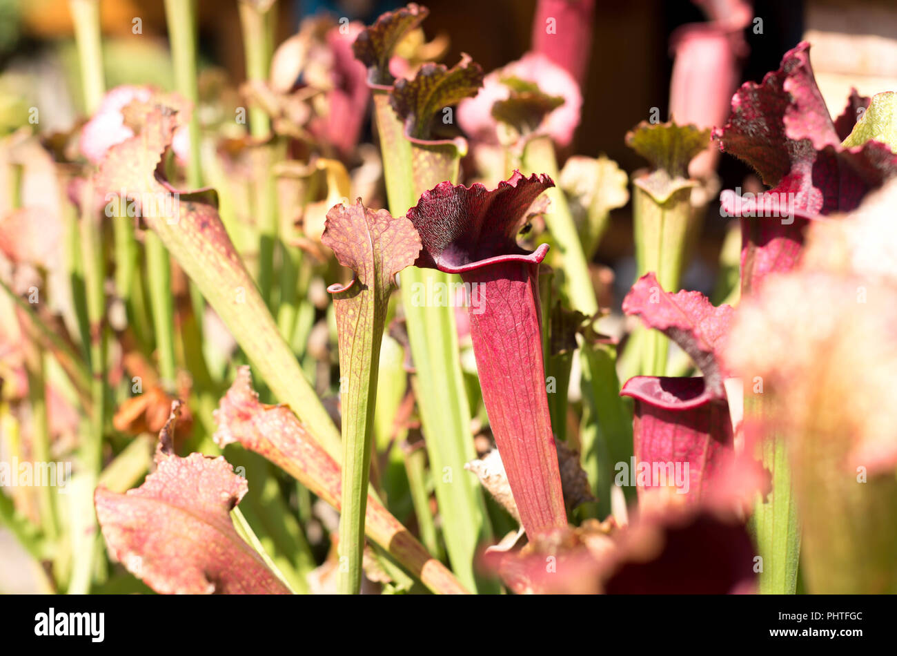 Nepenthes gesäumt Blumen Stockfoto