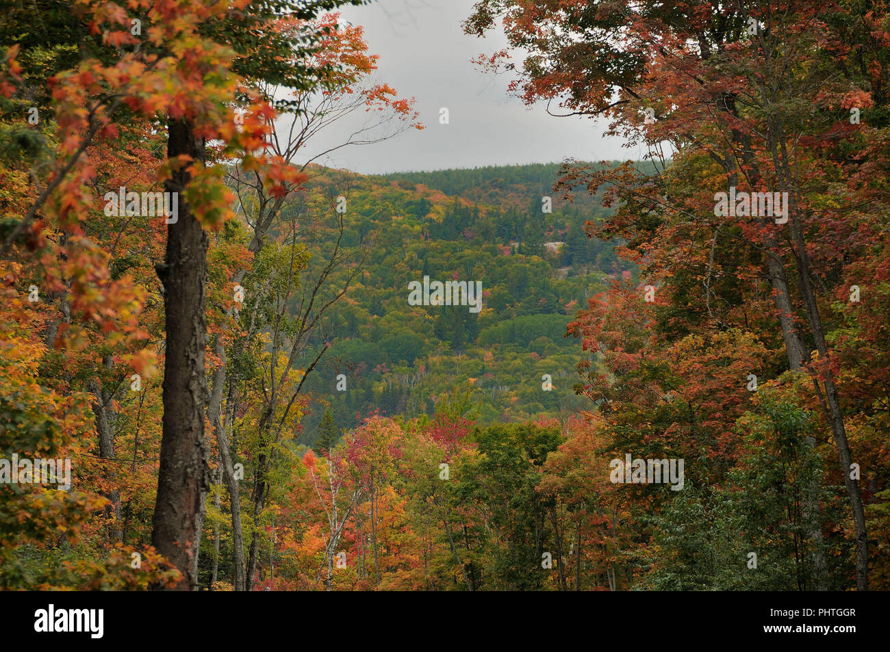 Kanadische Natur Blätter im Herbst Landschaft. Stockfoto