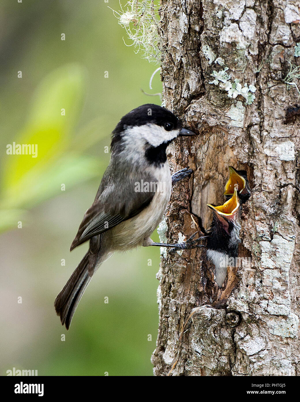 Black-capped chickadee auf einem Baum füttern Babys Zeit. Stockfoto