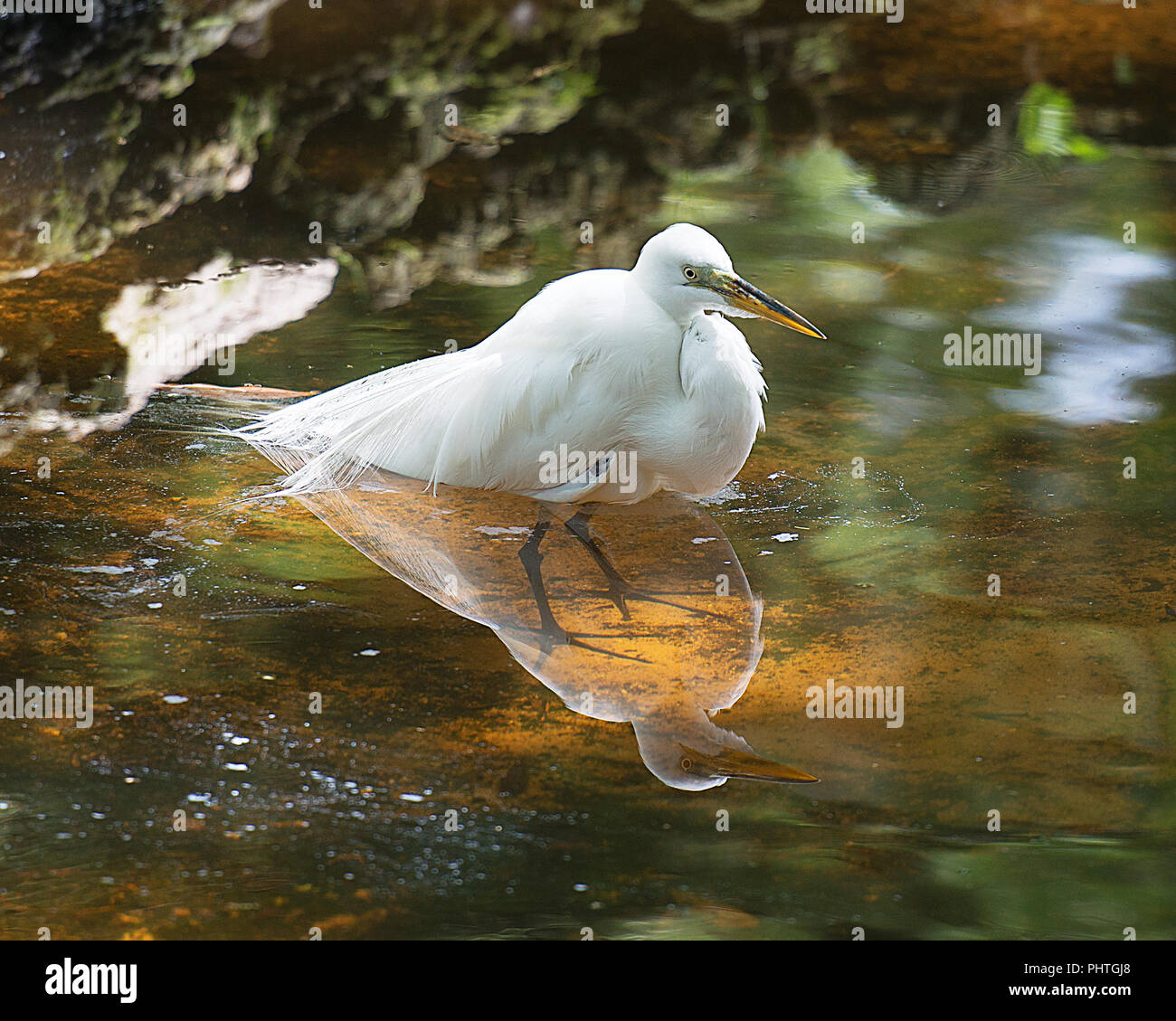 Silberreiher Vogel sein Spiegelbild im Wasser, in der Badewanne auf dem Teich. Stockfoto