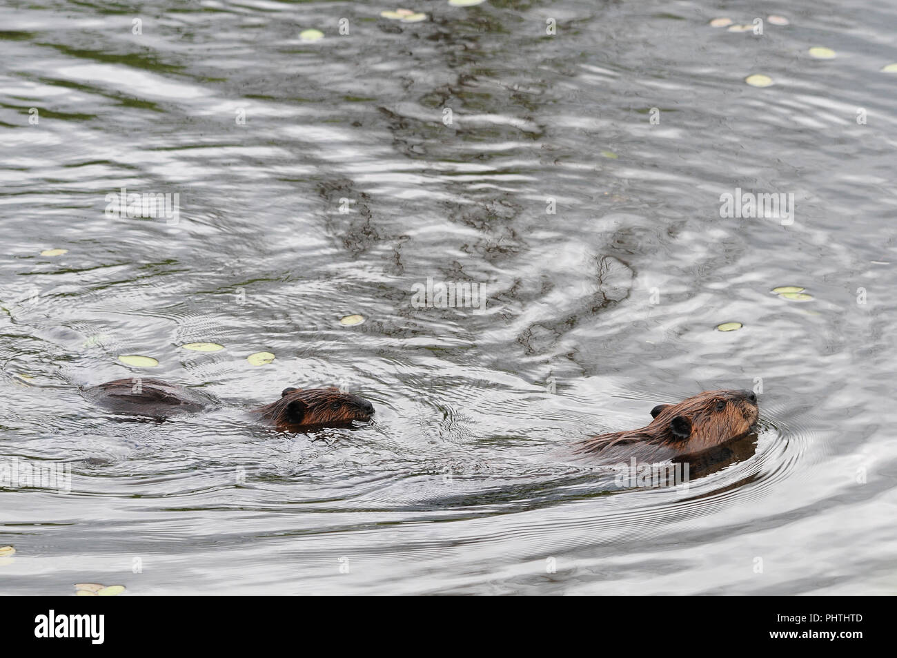 Biber Familie genießen ihre Umgebung. Stockfoto