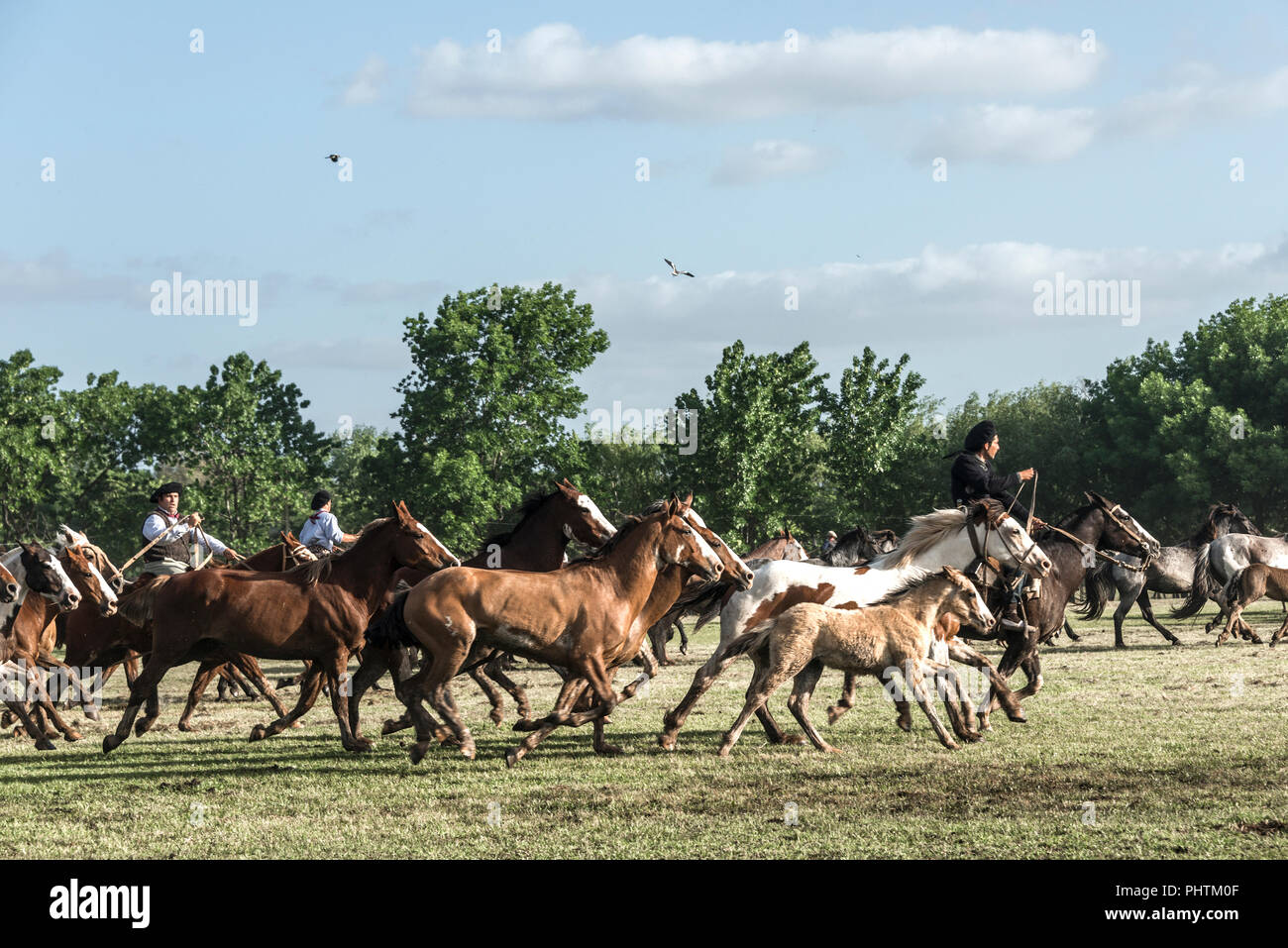 San Antonio de Areco, Provinz Buenos Aires, Argentinien - 10. November 2012: Gaucho (South American Cowboy, ist ein Bewohner o den südamerikanischen Pampas) Stockfoto