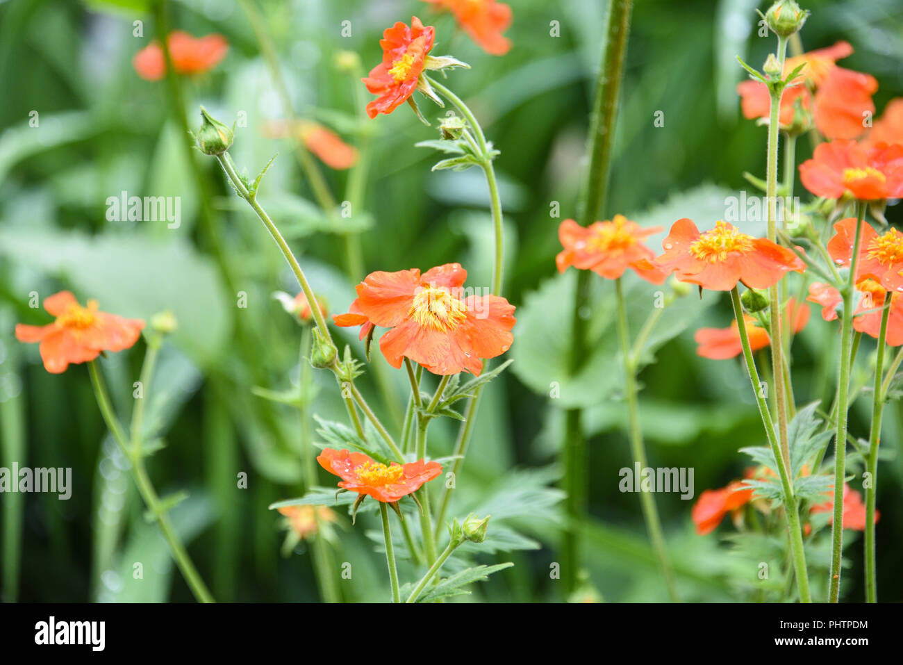 Rote Blume avens Geum aleppicum im Garten nach regen Stockfoto