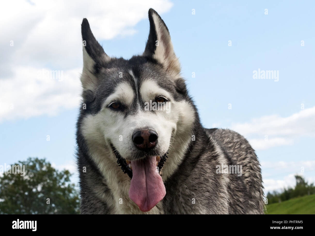 Ein Porträt der Schnauze des Hundes ist eine Hunderasse Alaskan Malamute, der Mund geöffnet ist, eine lange Zunge, ein lustiges Gesicht, ein schöner Hund und ein wenig schmutzig Stockfoto