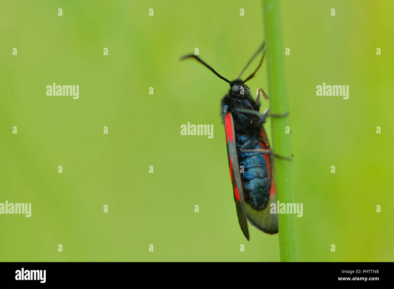 Sechs-Spot burnet Stockfoto