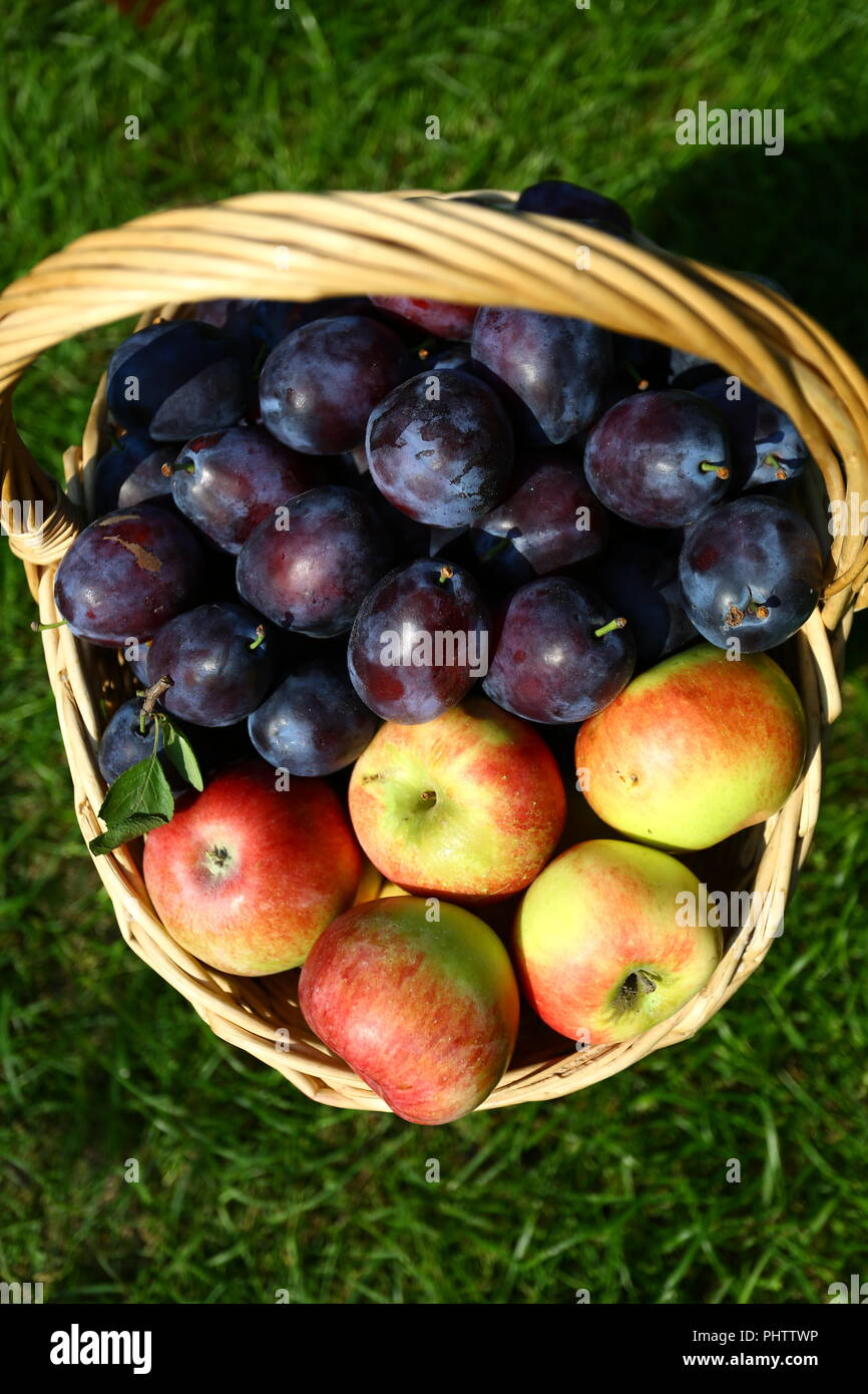 Essen: Sommer Obstkorb Stockfoto