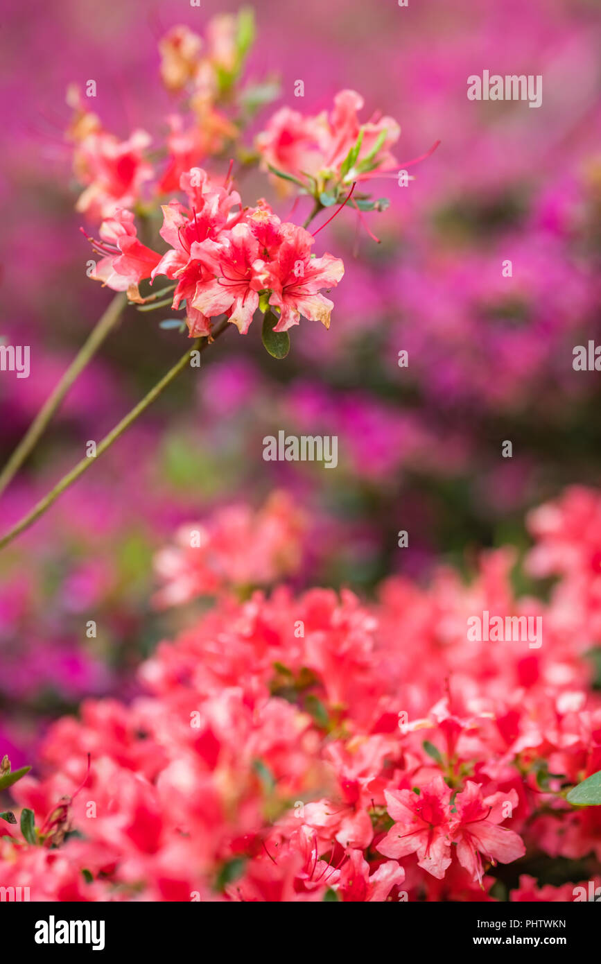 Rosa und Violett azalea Blumen Stockfoto
