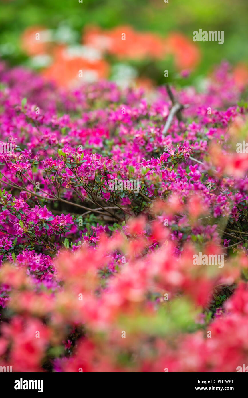 Rosa und Violett azalea Blumen Stockfoto