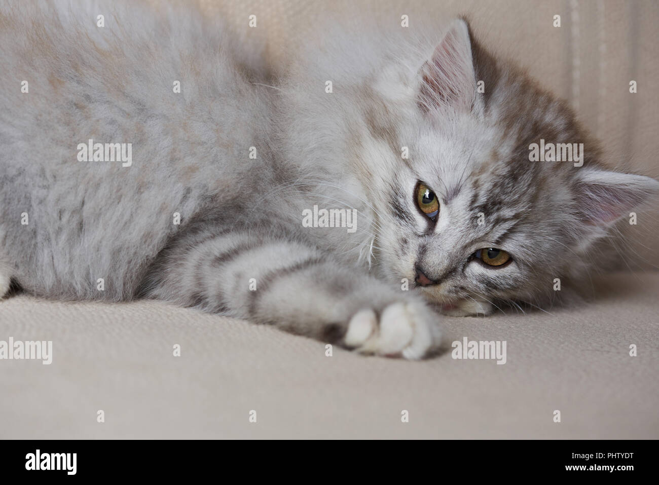 Verspielte grau Kitty Legen auf braunem Sofa close-up Stockfoto
