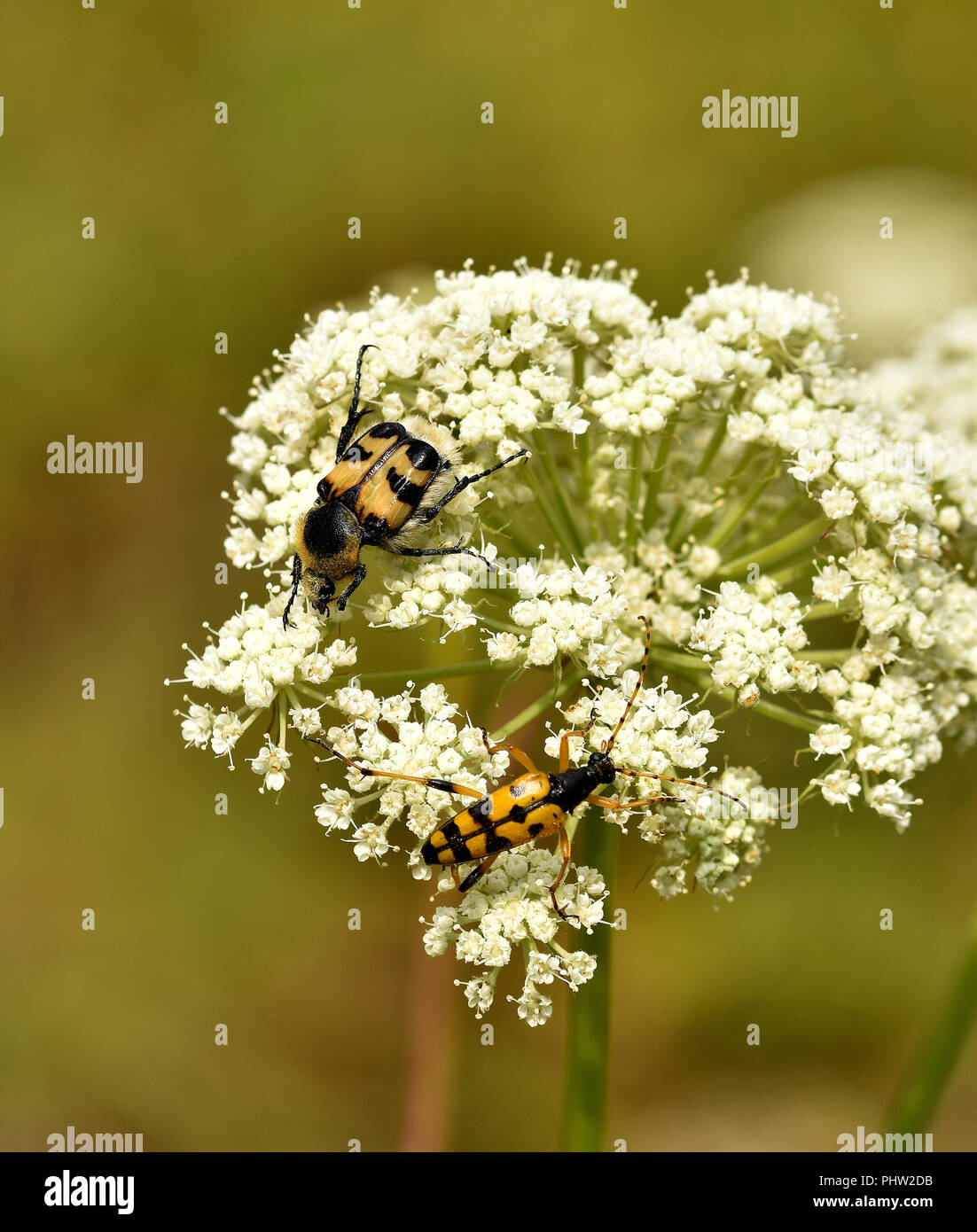 Spotted longhorn Beetle, Biene, Käfer, Stockfoto