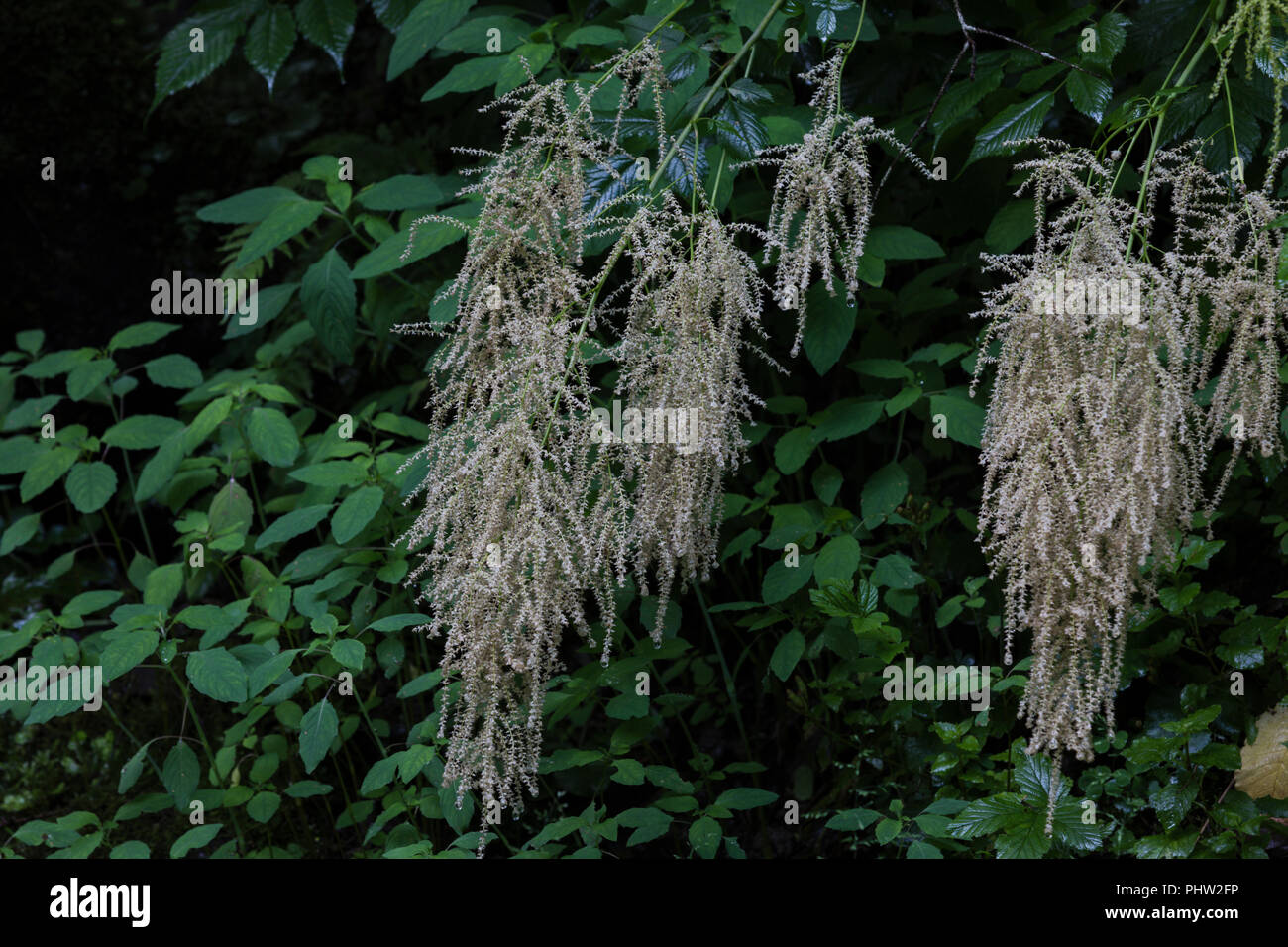 Wald, Geißbart Aruncus dioicus, Ziegen Bart, Pflanzen in einer Schlucht in  Österreich, Vegetation, Talbachklamm Untertal, Schladming, Österreich  Stockfotografie - Alamy