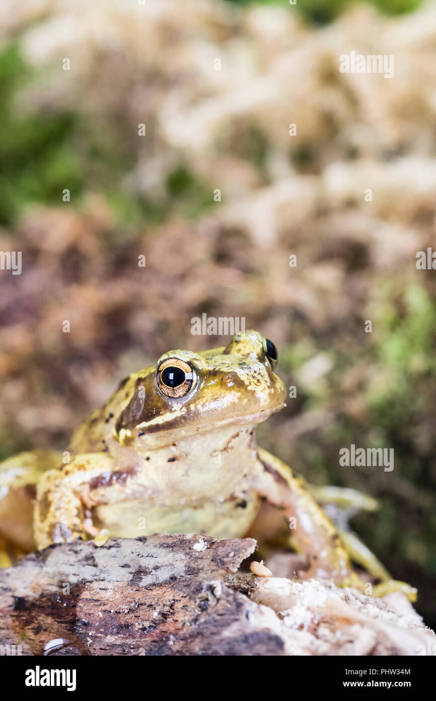 Eine gemeinsame Frog fotografiert im Spätsommer/Anfang Herbst in Mid Wales Stockfoto