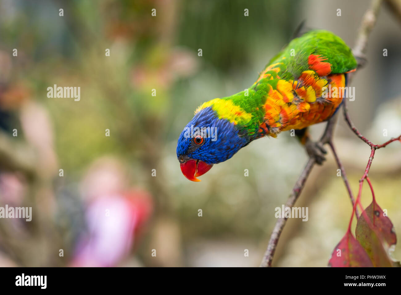 Rainbow lorikeet Papageien auf einem Baum Stockfoto