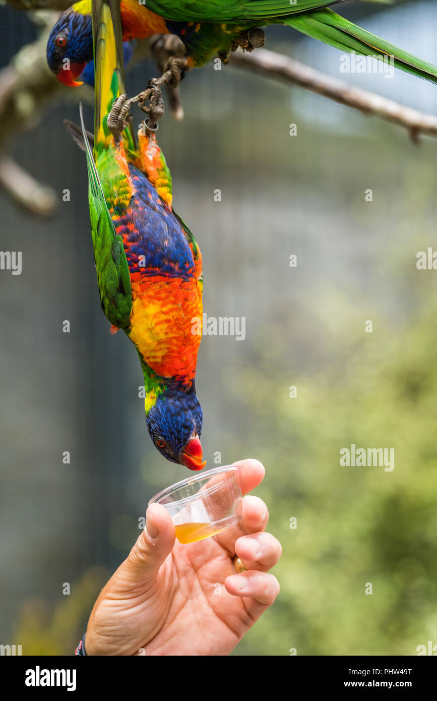 Mann, der süßen Nektar zu Rainbow Lorikeet Papageien Stockfoto