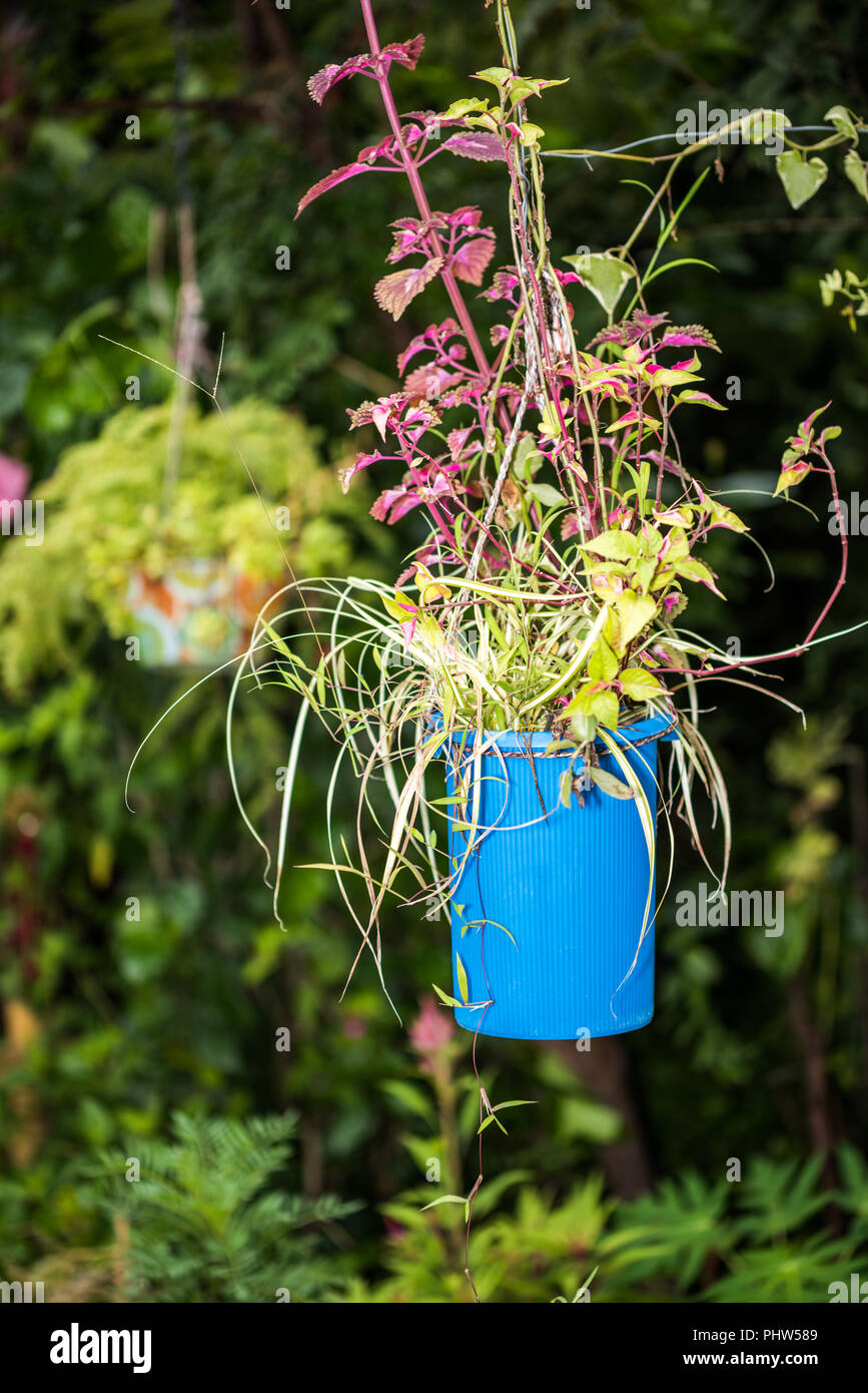 Topf von Zierpflanzen hängen im Garten für die Dekoration Stockfoto