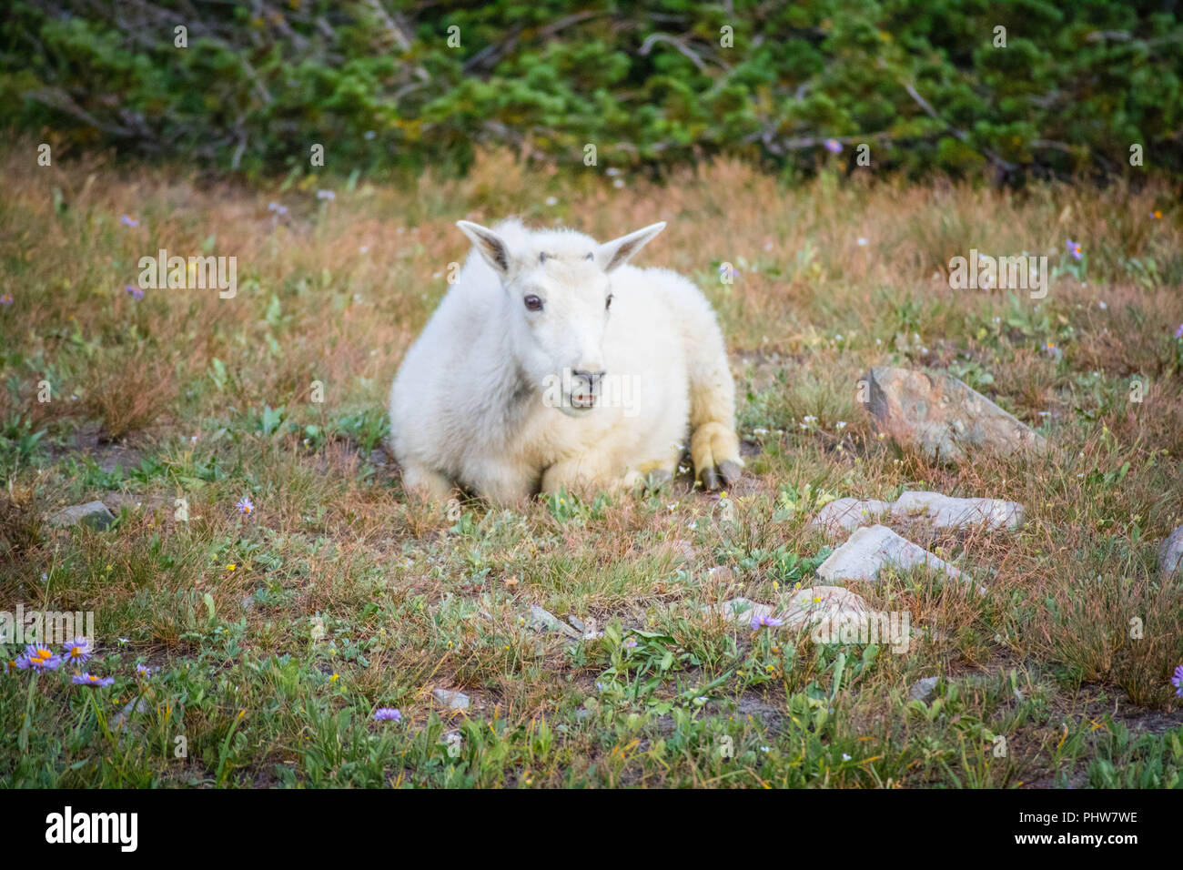 Ein Rocky Mountain Goat im Glacier National Park Stockfoto