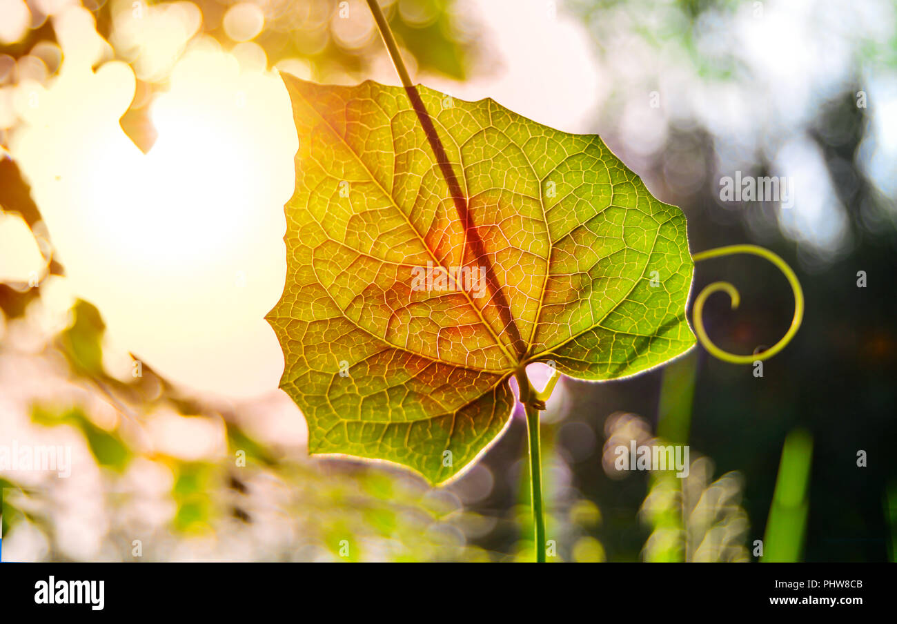 Junge Pflanze mit Sun Rise im Morgenlicht ... grünen Blättern. Natur Konzept. Stockfoto