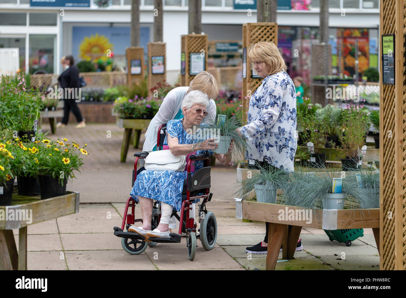 Ältere Dame mit einem bandagierten Bein im Rollstuhl in einem Gartencenter ist eine eingemachte Blue Grass durch ihre Schwiegertochter übergeben Stockfoto